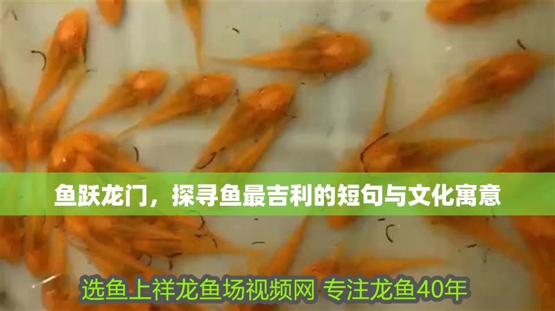 魚躍龍門，探尋魚最吉利的短句與文化寓意