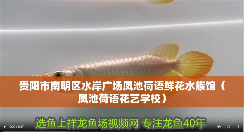 龍魚干蝦有營養(yǎng)嗎 貴陽市南明區(qū)水岸廣場鳳池荷語鮮花水族館(鳳池荷語花藝學校) 全國水族館企業(yè)名錄 貴陽市南明區(qū)水岸廣場鳳池荷語鮮花水族館(鳳池荷語花藝學校) 貴陽市南明區(qū)水岸廣場鳳池荷語鮮花水族館(鳳池荷語花藝學校) 全國水族館企業(yè)名錄