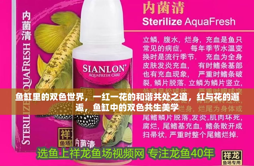 魚缸里的雙色世界，一紅一花的和諧共處之道，紅與花的邂逅，魚缸中的雙色共生美學(xué)