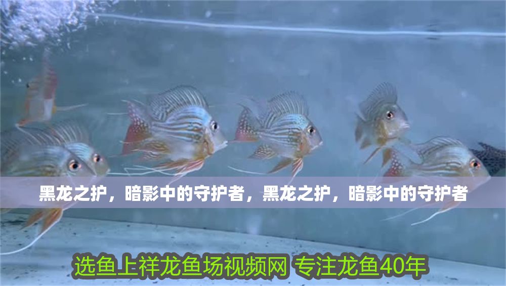 黑龍之護，暗影中的守護者，黑龍之護，暗影中的守護者