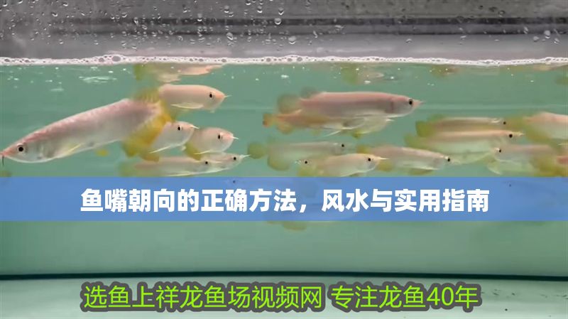 魚嘴朝向的正確方法，風水與實用指南
