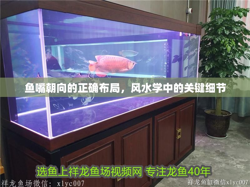 魚嘴朝向的正確布局，風水學中的關鍵細節