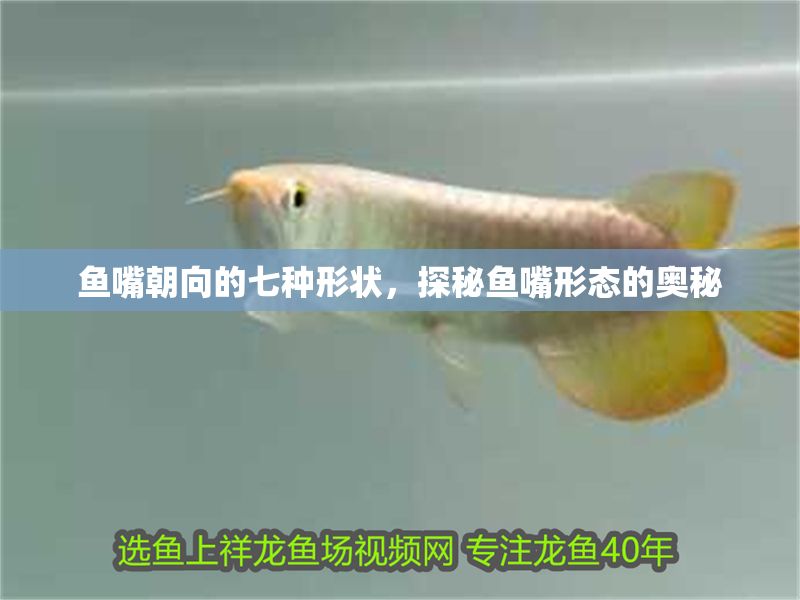 魚嘴朝向的七種形狀，探秘魚嘴形態的奧秘