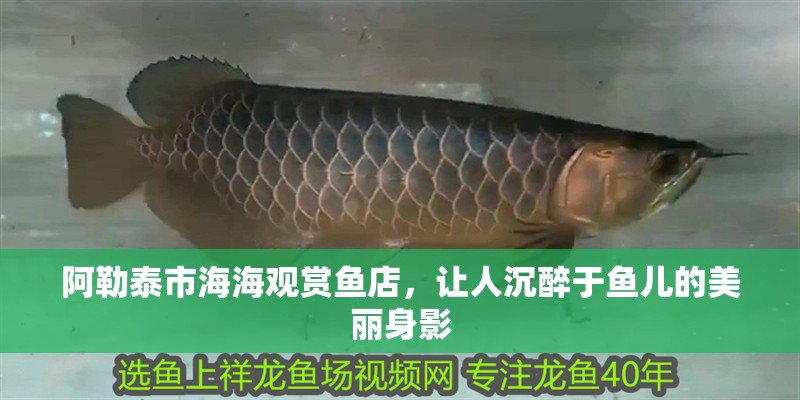 <strong><mark>阿勒泰</mark></strong>市海海觀賞魚店，讓人沉醉于魚兒的美麗身影