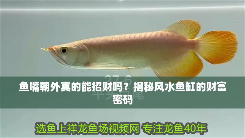 魚嘴朝外真的能招財嗎？揭秘風水魚缸的財富密碼