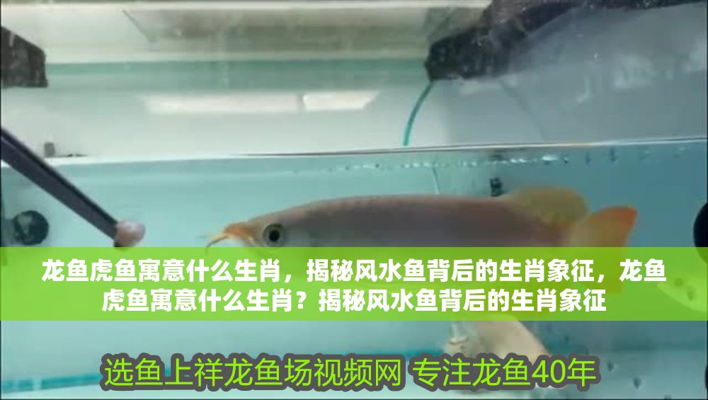 龍魚虎魚寓意什么生肖，揭秘風水魚背后的生肖象征，龍魚虎魚寓意什么生肖？揭秘風水魚背后的生肖象征