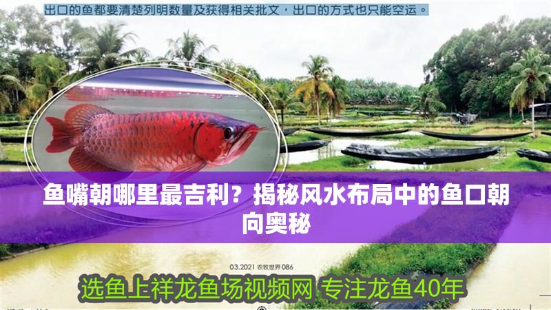 魚嘴朝哪里最吉利？揭秘風水布局中的魚口朝向奧秘