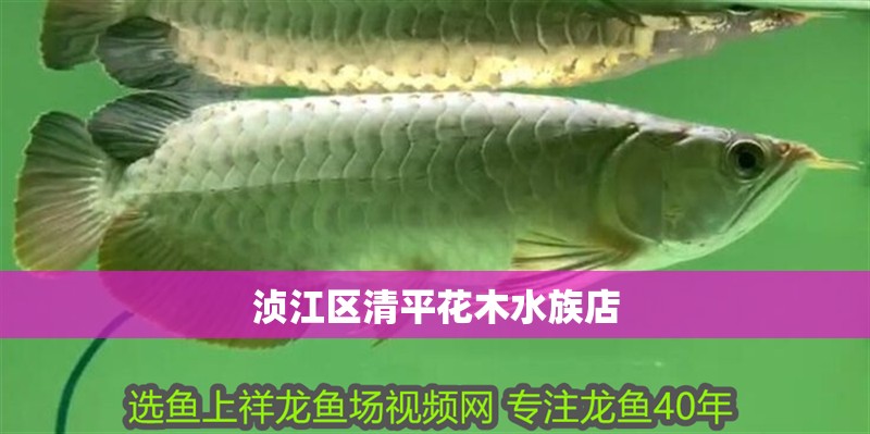 湞江區清平花木水族店