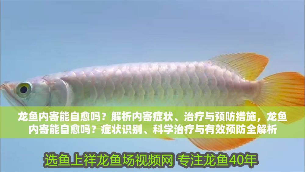 龍魚內寄能自愈嗎？解析內寄癥狀、治療與預防措施，龍魚內寄能自愈嗎？癥狀識別、科學治療與有效預防全解析