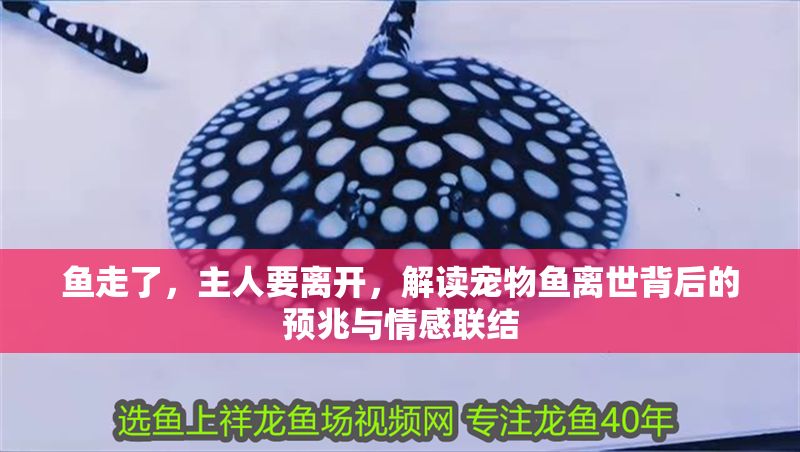 魚走了，主人要離開，解讀寵物魚離世背后的預兆與情感聯結