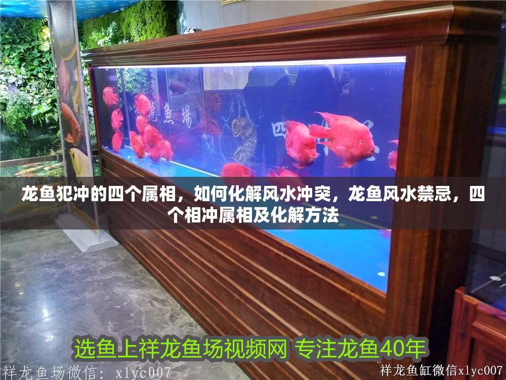 龍魚犯沖的四個屬相，如何化解風水沖突，龍魚風水禁忌，四個相沖屬相及化解方法