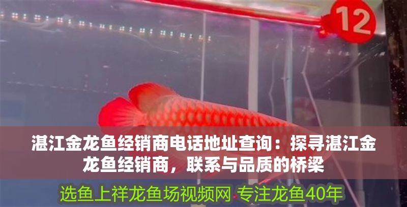 湛江金龍魚經銷商電話地址查詢：探尋湛江金龍魚經銷商，聯系與品質的橋梁