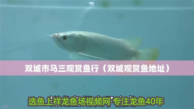 雙城市馬三觀賞魚行（雙城觀賞魚地址）