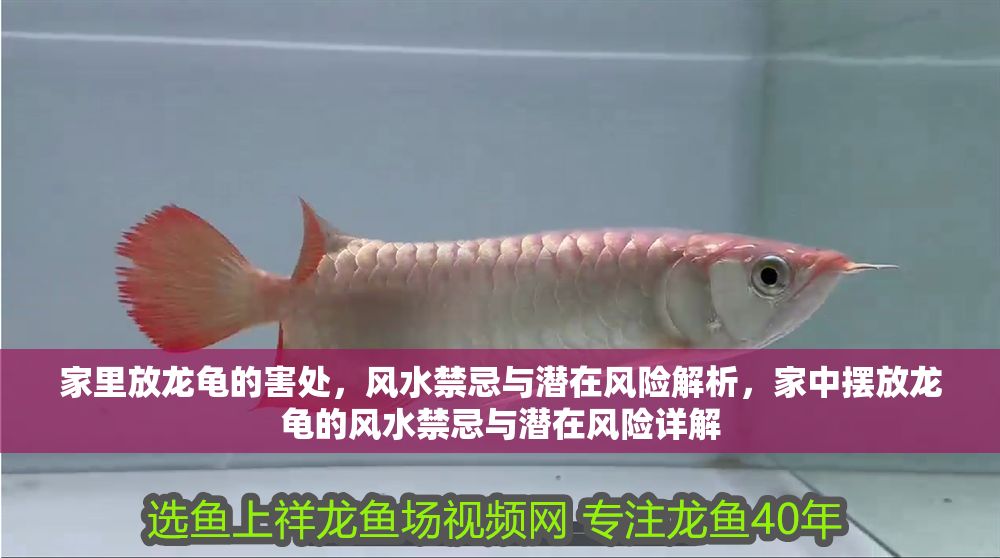 家里放龍龜的害處，風水禁忌與潛在風險解析，家中擺放龍龜的風水禁忌與潛在風險詳解