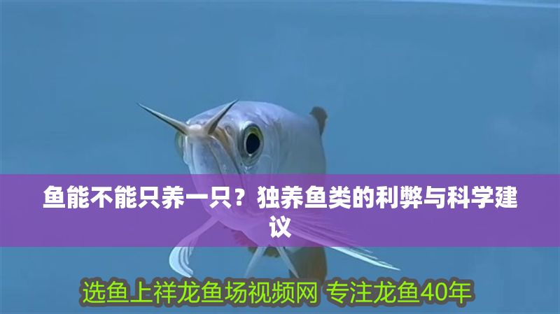 魚能不能只養一只？獨養魚類的利弊與科學建議