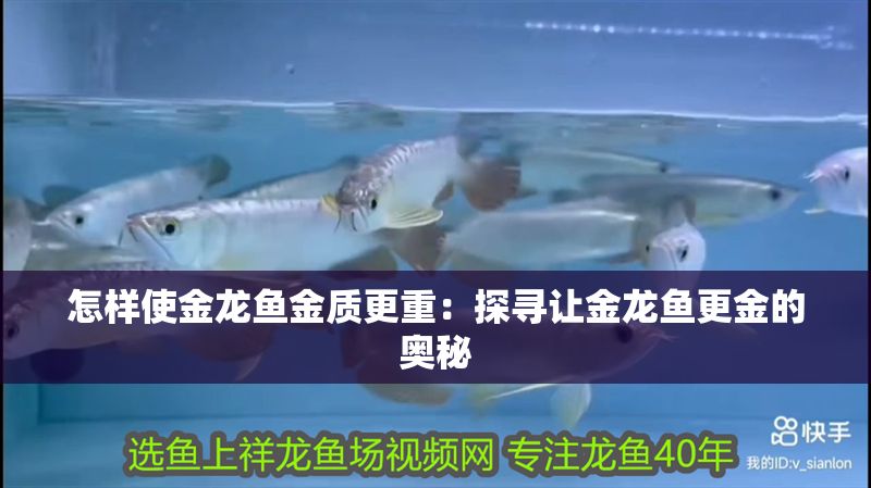怎樣使金龍魚金質更重：探尋讓金龍魚更金的奧秘