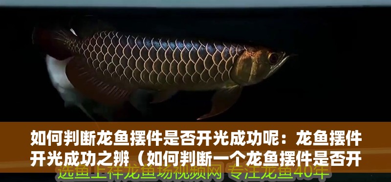 如何判斷龍魚擺件是否開光成功呢：龍魚擺件開光成功之辨（如何判斷一個(gè)龍魚擺件是否開光成功）