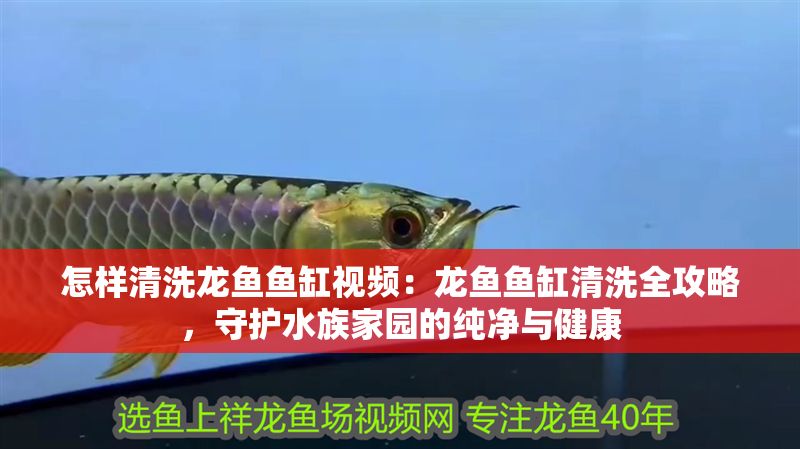 怎樣清洗龍魚魚缸視頻：龍魚魚缸清洗全攻略，守護(hù)水族家園的純凈與健康