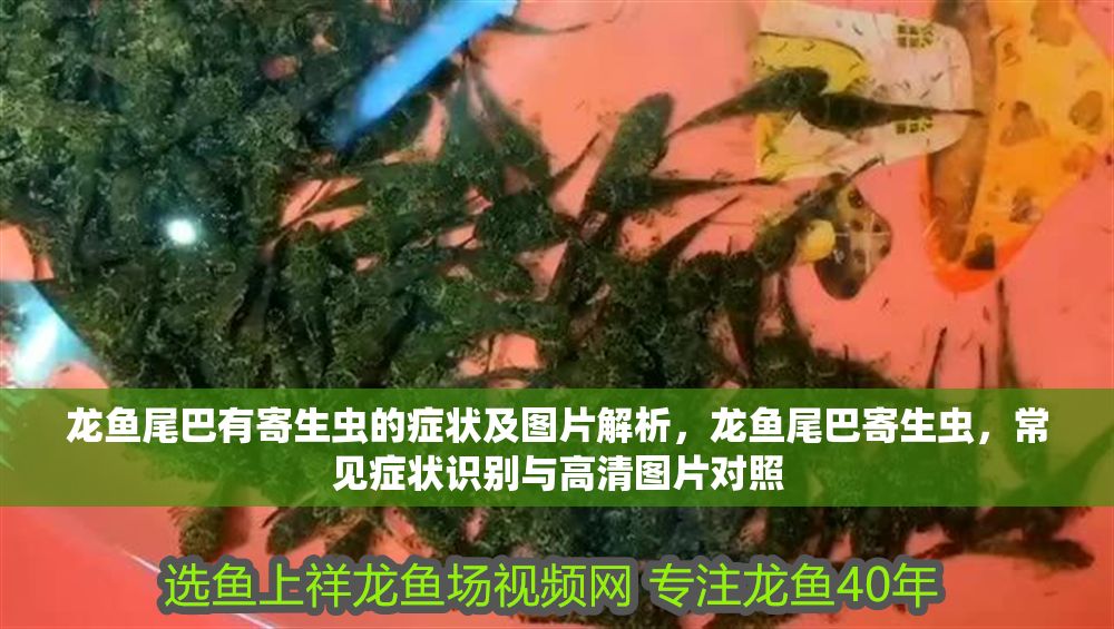 龍魚尾巴有寄生蟲的癥狀及圖片解析，龍魚尾巴寄生蟲，常見癥狀識別與高清圖片對照
