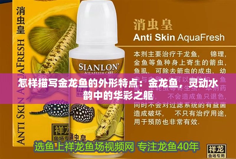 怎樣描寫金龍魚的外形特點：金龍魚，靈動水韻中的華彩之軀