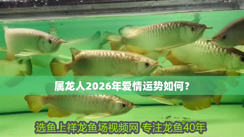 屬龍人2026年愛情運勢如何？ 屬龍人2026年愛情運勢如何？ 龍魚百科