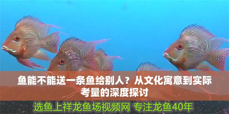 魚能不能送一條魚給別人？從文化寓意到實際考量的深度探討