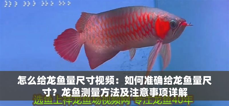 怎么給龍魚量尺寸視頻：如何準確給龍魚量尺寸？龍魚測量方法及注意事項詳解