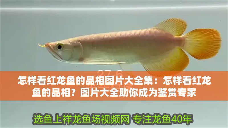 怎樣看紅龍魚的品相圖片大全集：怎樣看紅龍魚的品相？圖片大全助你成為鑒賞專家