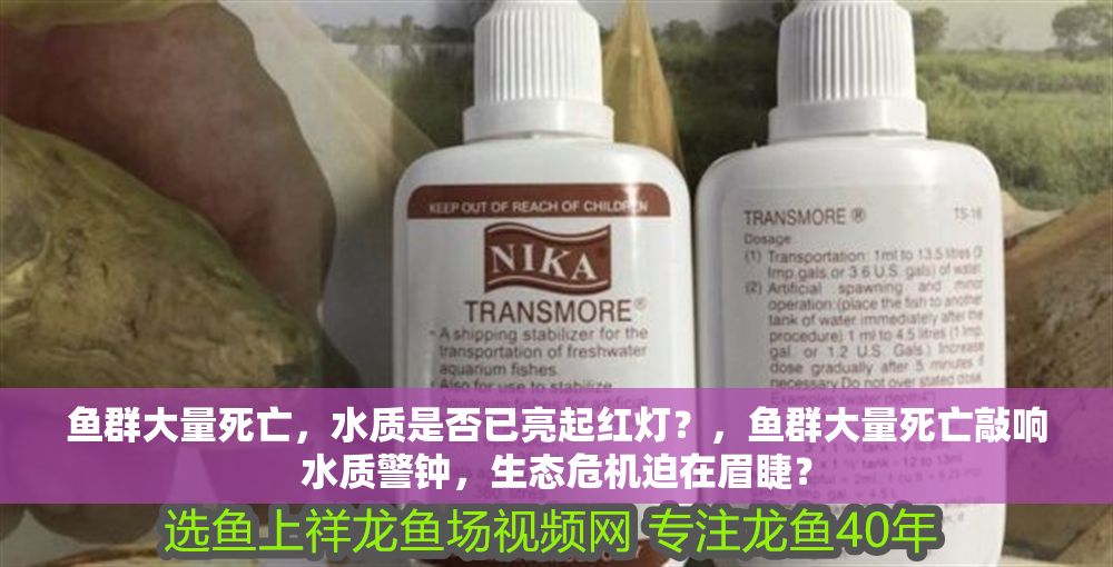 魚(yú)群大量死亡，水質(zhì)是否已亮起紅燈？，魚(yú)群大量死亡敲響水質(zhì)警鐘，生態(tài)危機(jī)迫在眉睫？