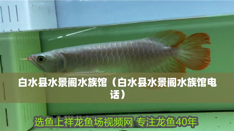 <strong><mark>白水</mark></strong>縣水景閣水族館（<strong><mark>白水</mark></strong>縣水景閣水族館電話）