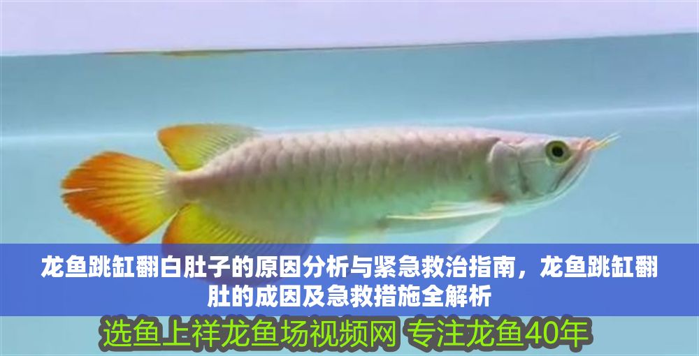 龍魚跳缸翻白肚子的原因分析與緊急救治指南，龍魚跳缸翻肚的成因及急救措施全解析