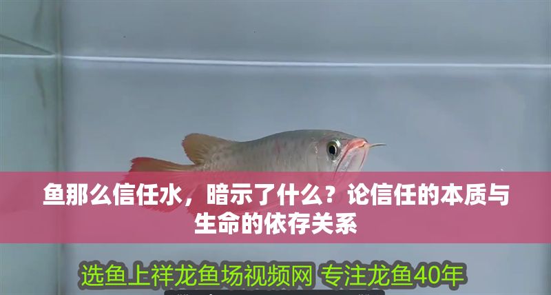 魚那么信任水，暗示了什么？論信任的本質與生命的依存關系