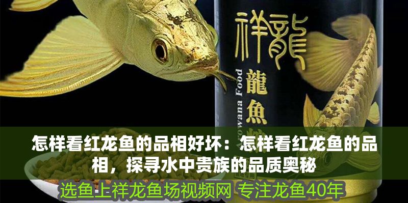 怎樣看紅龍魚的品相好壞：怎樣看紅龍魚的品相，探尋水中貴族的品質奧秘