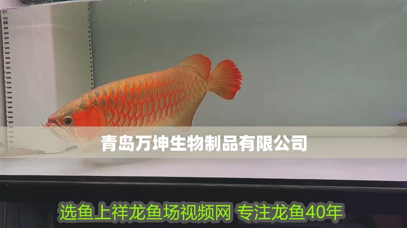 魚缸用增氧泵價格是多少:魚缸增氧機-xtrac增氧機-xtrac增氧機 青島萬坤生物制品有限公司 全國水族館企業名錄 青島萬坤生物制品有限公司 青島萬坤生物制品有限公司 全國水族館企業名錄