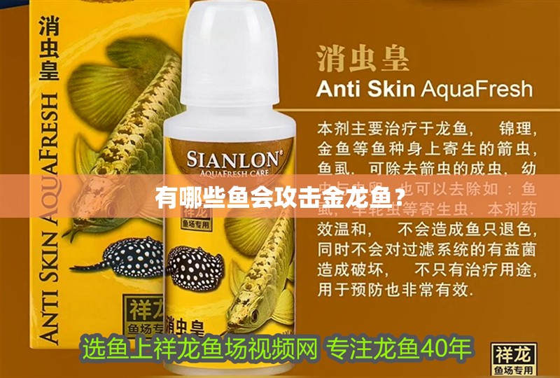 有哪些魚會攻擊金龍魚？