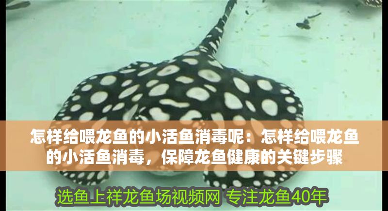 怎樣給喂龍魚的小活魚消毒呢：怎樣給喂龍魚的小活魚消毒，保障龍魚健康的關鍵步驟