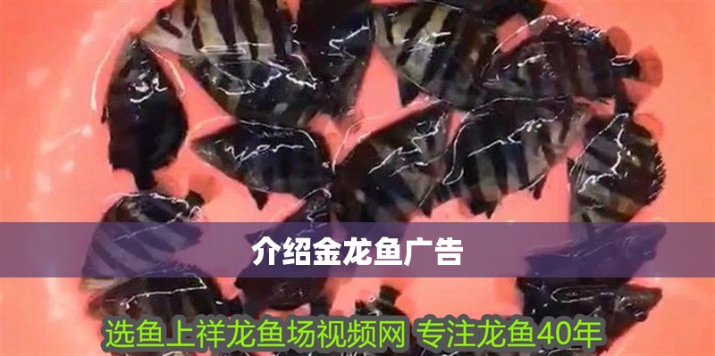 介紹金龍魚廣告 介紹金龍魚廣告 龍魚百科