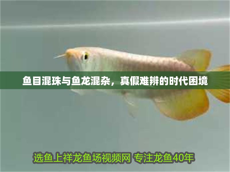 魚目混珠與魚龍混雜，真假難辨的時代困境