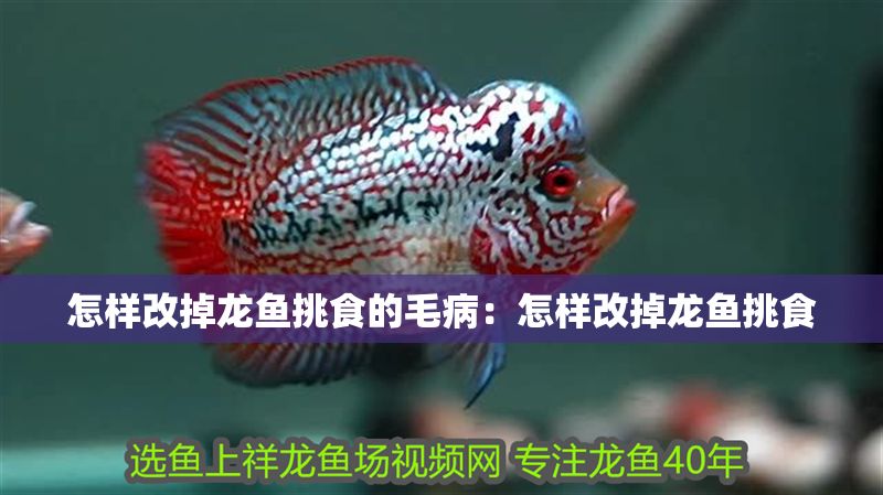 怎樣改掉龍魚挑食的毛?。涸鯓痈牡酏堲~挑食