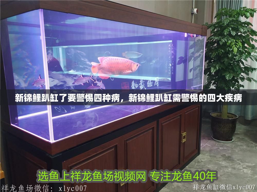 新錦鯉趴缸了要警惕四種病，新錦鯉趴缸需警惕的四大疾病