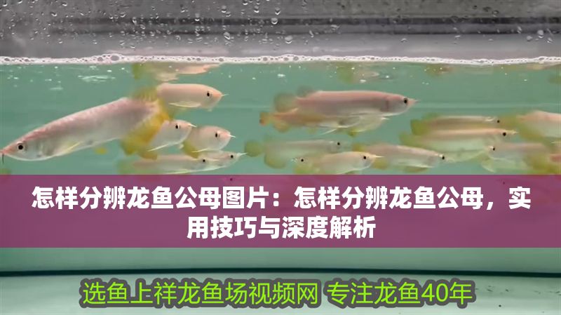 怎樣分辨龍魚公母圖片：怎樣分辨龍魚公母，實用技巧與深度解析
