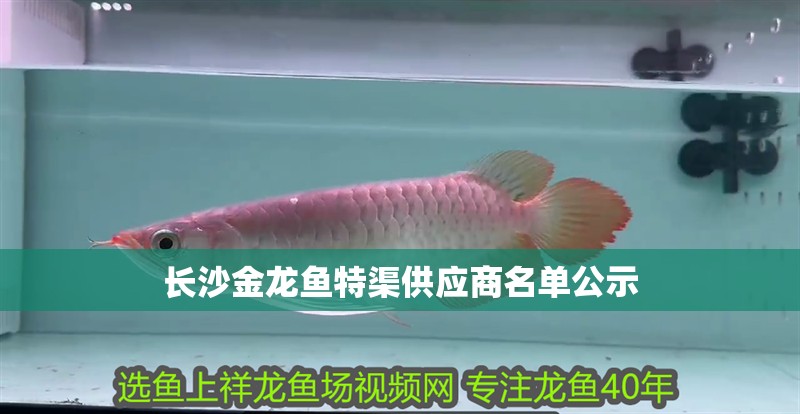 虎魚天天黑來點赤瞳黃金 長沙金龍魚特渠供應商名單公示 龍魚百科 長沙金龍魚特渠供應商名單公示 長沙金龍魚特渠供應商名單公示 龍魚百科