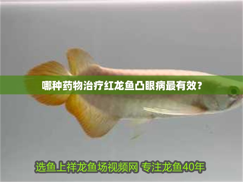 哪種藥物治療紅龍魚凸眼病最有效？