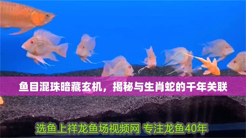 魚目混珠暗藏玄機，揭秘與生肖蛇的千年關(guān)聯(lián) 魚目混珠暗藏玄機，揭秘與生肖蛇的千年關(guān)聯(lián) 龍魚百科 第1張