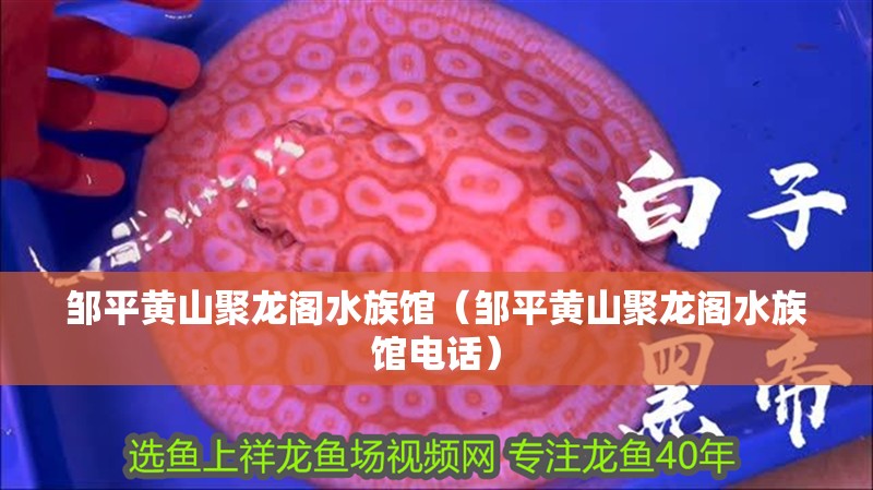 鄒平黃山聚龍閣水族館（鄒平黃山聚龍閣水族館電話）