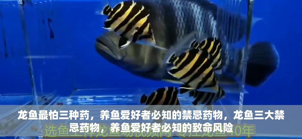 龍魚最怕三種藥，養魚愛好者必知的禁忌藥物，龍魚三大禁忌藥物，養魚愛好者必知的致命風險