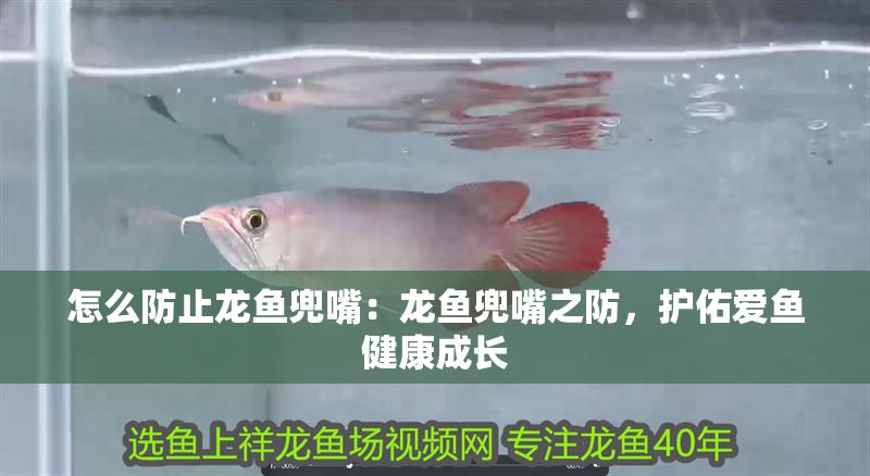 怎么防止龍魚兜嘴：龍魚兜嘴之防，護佑愛魚健康成長