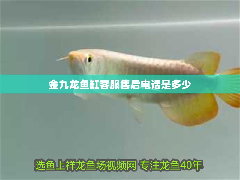 金九龍魚缸客服售后電話是多少 金九龍魚缸客服售后電話是多少 龍魚百科