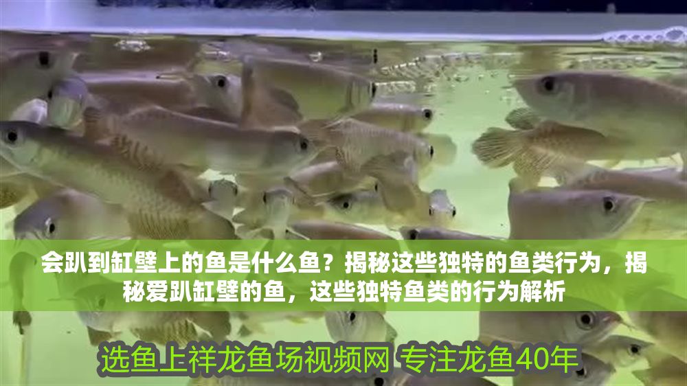 會趴到缸壁上的魚是什么魚？揭秘這些獨特的魚類行為，揭秘愛趴缸壁的魚，這些獨特魚類的行為解析 會趴到缸壁上的魚是什么魚？揭秘這些獨特的魚類行為，揭秘愛趴缸壁的魚，這些獨特魚類的行為解析 龍魚常見疾病 第1張