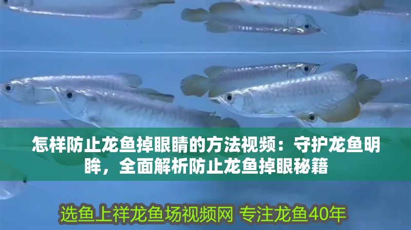怎樣防止龍魚掉眼睛的方法視頻：守護龍魚明眸，全面解析防止龍魚掉眼秘籍